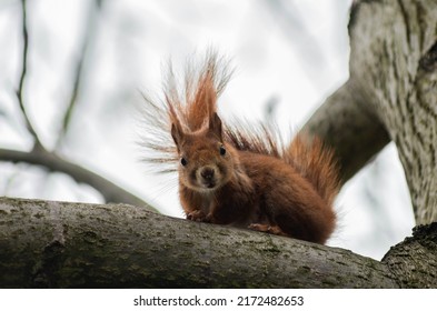 Squirrel Sitting On Wallnut Tree