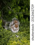 A squirrel sitting in a tree. Squirrel facing forward with paws tucked into its chest. Grey Squirrel (Sciurus carolinensis) in Beckenham, Kent, UK. Portrait image