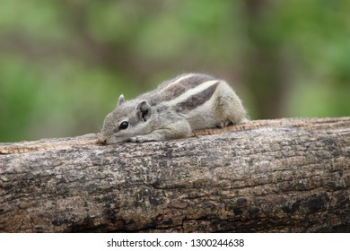 squirrel sleep on a tree