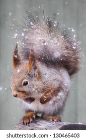 Squirrel In Snow