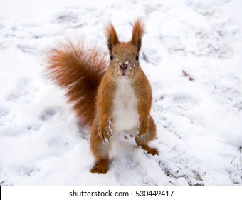 Squirrel In The Snow