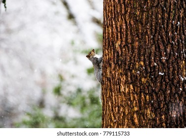Squirrel in the snow