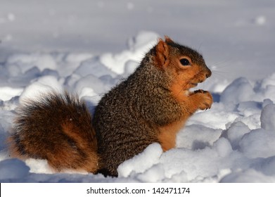 Squirrel in snow eating facing right