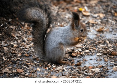 A squirrel in a spring forest descends to the ground in search of food.