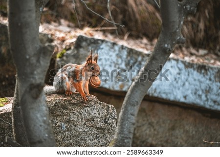 squirrel in the spring in a gray-red fur coat, molting, changing color in the spring. nursing squirrel carries walnut to baby squirrels