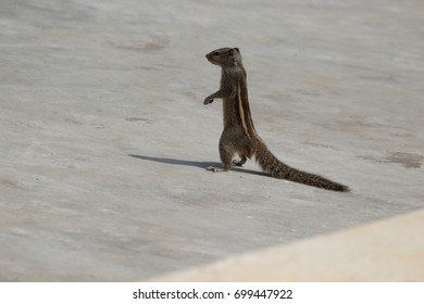 a squirrel  standing 