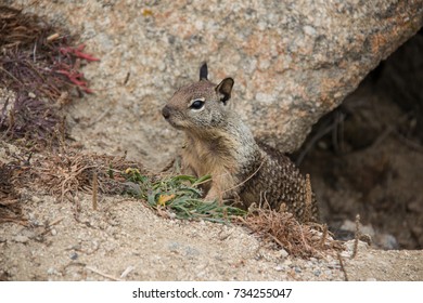 Squirrel Standing Up