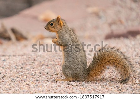 Squirrel standing up looking out for danger