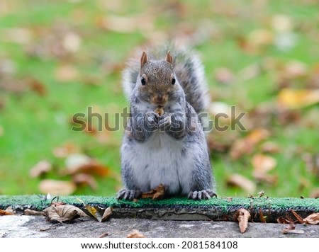 Similar – Image, Stock Photo Beautiful gray squirrel eats nut on tree in winter