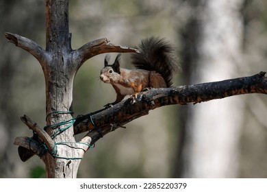 squirrel standing on a branch - Powered by Shutterstock