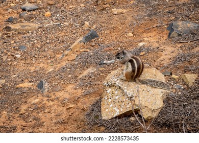 Squirrel standing on a rock at the Guise and Ayose Viewpoint - Shutterstock ID 2228573435