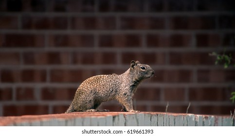 Squirrel standing on a wall