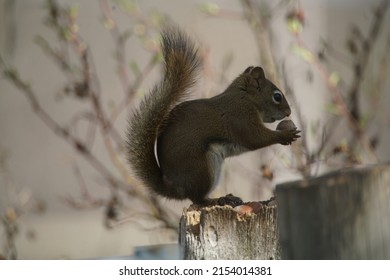Squirrel stands on top of its food cache eating an acorn