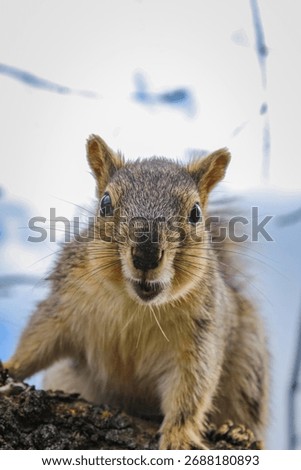 A squirrel stares directly at the camera with a surprised expression, an open mouth, and shiny eyes. Its fluffy fur stands out against the bright blue sky, creating a fun and dynamic wildlife shot