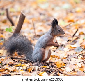 Squirrel staring in the autumn park - Shutterstock ID 62183320