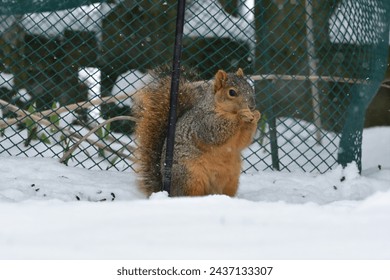 A squirrel stealing seeds in the wintertime