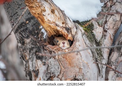The squirrel sticks its head out of a hole in tree. A cute red squirrel in forest sticks its head out of a hole in a hollowed out tree trunk in winter.