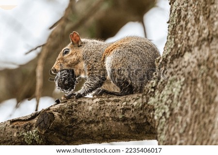 Squirrel storing food for winter