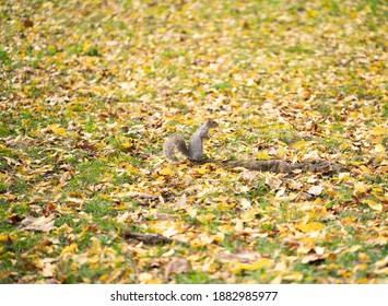 squirrel surrounded by leaves in the fall