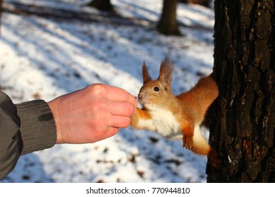 Squirrel takes a nut from the hands