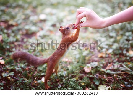 Squirrel taking food nut from hand