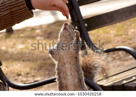 Squirrel taking nuts from a woman's hand. 