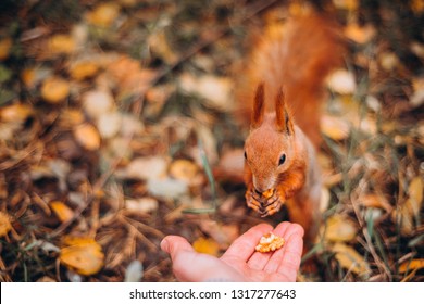 Squirrel taking wallnuts from woman's hand - Shutterstock ID 1317277643