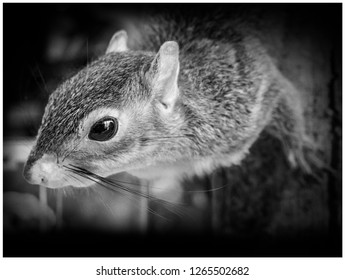 Squirrel Taxidermy Monochrome