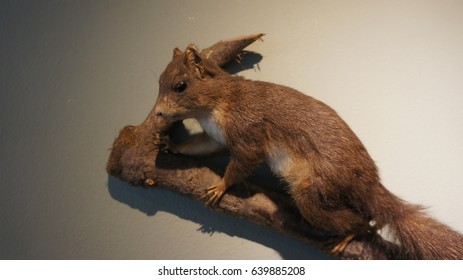 Squirrel Taxidermy On The Branch