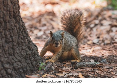 Squirrel That Is Found In Rice University 