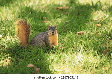 Squirrel That Is Found In Rice University 
