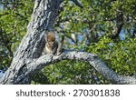 squirrel in a tree