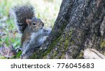 Squirrel in a tree