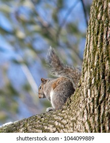 squirrel in tree