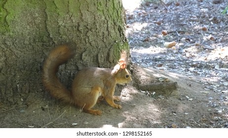 Squirrel in the tree with acorn
