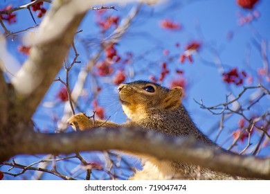 Squirrel in tree with berries