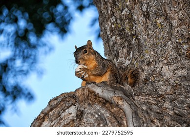 Squirrel in a tree eating
