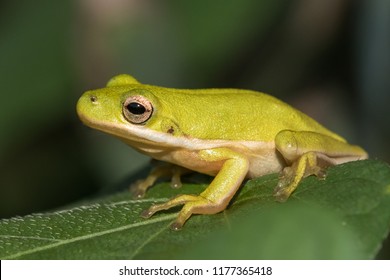 Squirrel Tree Frog