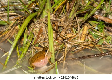 Squirrel Tree Frog Calling - Hyla Squirella