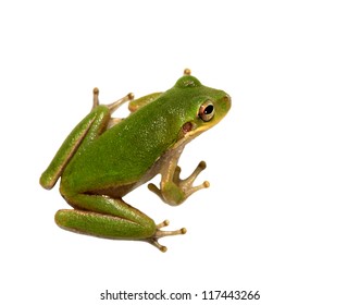 Squirrel Tree Frog Closeup Isolated Om White