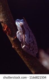 Squirrel Tree Frog (Hyla Squirella)