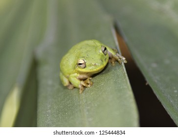 Squirrel Tree Frog (Hyla Squirella) On A Leaf