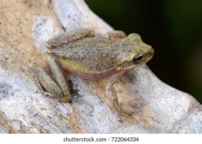 Squirrel Tree Frog (Hyla Squirella)