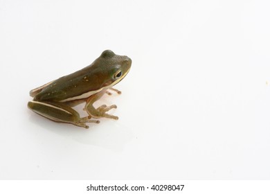 Squirrel Tree Frog Isolation On White