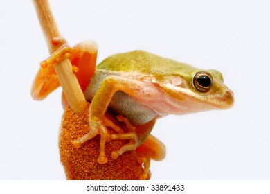 Squirrel Tree Frog On Cattail