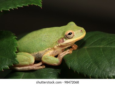 Squirrel Tree Frog On Rose Leaves