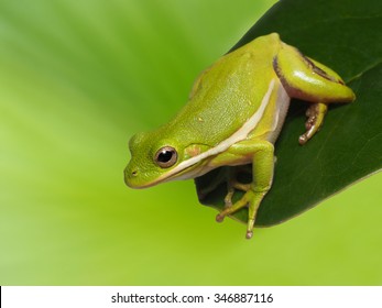 Squirrel Tree Frog Perched On A Magnolia Leaf