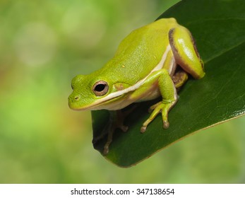 Squirrel Tree Frog Perched On A Magnolia Leaf