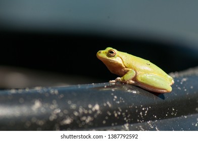 A Squirrel Tree Frog Side On