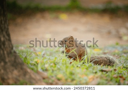Squirrel in tree and grass